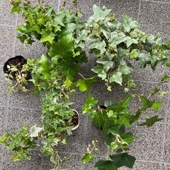 アイビー　セリフラミンゴ　ガザニアの画像