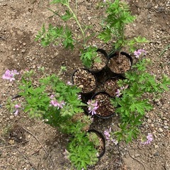 🦟  蚊連草（ハーブゼラニューム)1ポット 100円 の画像