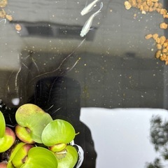 御幹メダカの卵