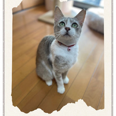 🍀6月8日(日)🍀筑紫野ベレッサほご猫譲渡会🐾11時から1…