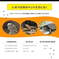 レオバイト50g×2の画像
