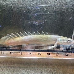🐠ポリプテルスセネガルス ±11㎝ 700円 古代魚 熱帯魚