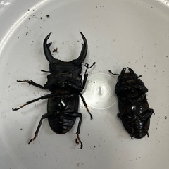 国産オオクワガタペア②の画像