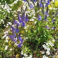 草花　苗　植物　ガーデニング
