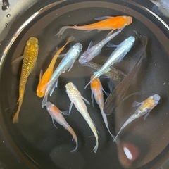 ✨めだかMIX10匹セット✨トチカガミおまけつき