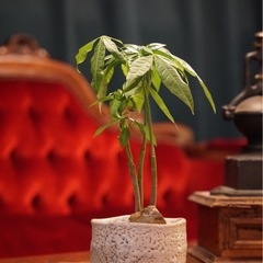 観葉植物　実生パキラ　高さ32cm　おしゃれな鉢と受け皿付き