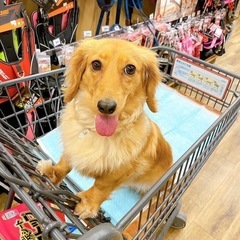ミニチュアダックス　女の子🐶🩷