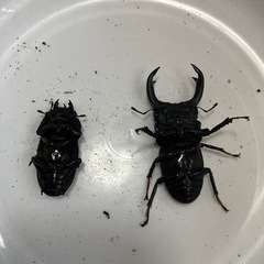 国産オオクワガタペア③取引決定の画像
