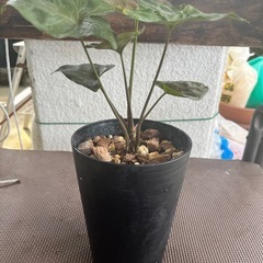 [観葉植物]シンゴニウムピンクジェル
