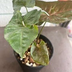 [観葉植物]シンゴニウムピンクジェル
の画像