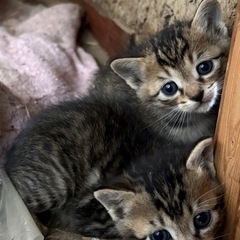 　子猫2匹　里親募集　