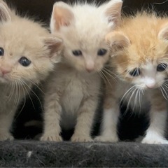 ラブリー🧡なベージュ色系3兄妹🐈💕