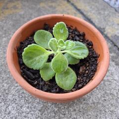 多肉植物 アロマティカス小鉢