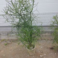 観葉植物　ミルクブッシュ
