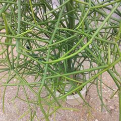 観葉植物　ミルクブッシュの画像