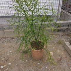 観葉植物　ミルクブッシュの画像