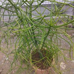 観葉植物　ミルクブッシュ