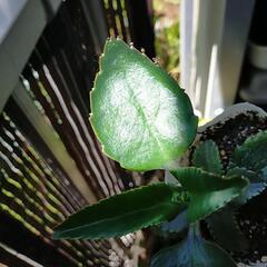子宝草　①の画像