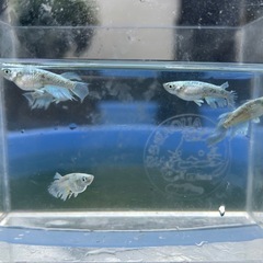 メダカ
の画像