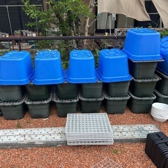メダカ
の画像