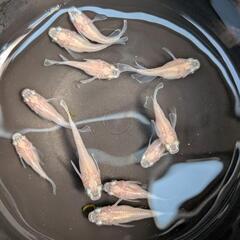 【めだかカタログ】お好きな品種を1匹から（手渡し）の画像