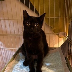 里親さん決まりました　とても綺麗な黒猫ちゃん姉