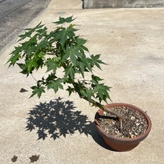 鉢植えで楽しむ♪ モミジ　もみじ　盆栽
