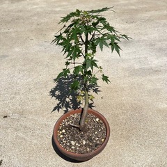 鉢植えで楽しむ♪ モミジ　もみじ　盆栽
の画像