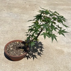 鉢植えで楽しむ♪ モミジ　もみじ　盆栽
の画像