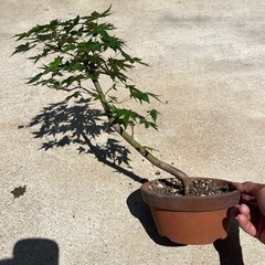鉢植えで楽しむ♪ モミジ　もみじ　盆栽
の画像