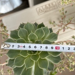 七福神　多肉植物 5/25撮影の画像