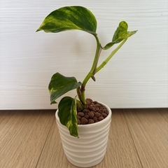 ポトス　白い陶器鉢付き