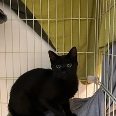 里親さん決まりました　とても綺麗な黒猫ちゃん妹