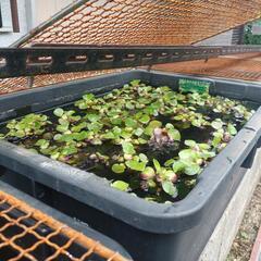 取引終了【メダカの水草】🐠布袋草🐠5株位🐠無料🐠