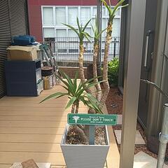 ユッカ　観葉植物
