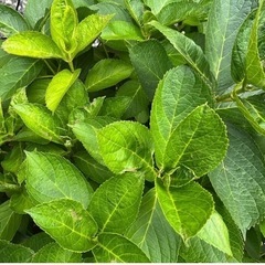 大至急‼️ 紫陽花 大株 