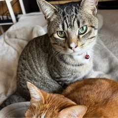 グリーンアイの瞳が美しい雄猫ちゃん 一歳前後 去勢済