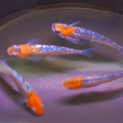 最新世代『蒼煌』の有精卵10～15個+オマケ5個　上州めだか様ご...