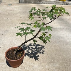 No.2　鉢植えで楽しむ♪ モミジ　もみじ　盆栽　紅葉