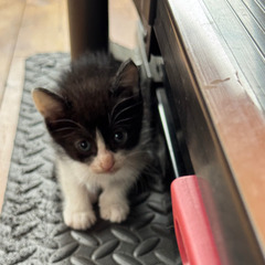 里親さん募集！子猫3匹！白黒ハチワレ２匹　黒猫１匹です