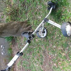 ゴルフカートの画像