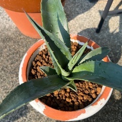 アメリカーナ2　アオノリュウゼツラン　観葉植物