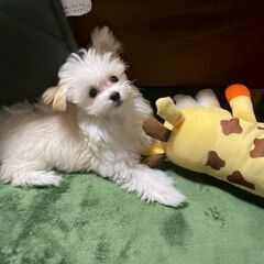 犬友募集🐶！