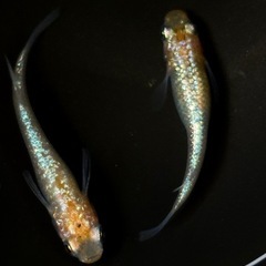 ユリシス　メダカ　若魚　現物渡しの画像