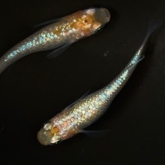 ユリシス　メダカ　若魚　現物渡しの画像