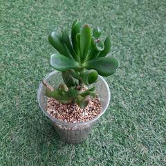 ゴーラム　多肉植物の画像