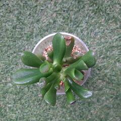 ゴーラム　多肉植物の画像