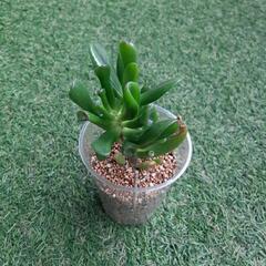 ゴーラム　多肉植物