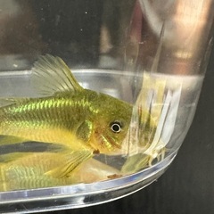 コリドラス　イルミネータスグリーン　ワイルド