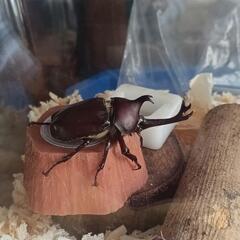 カブト虫